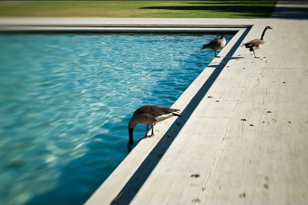 Sean Servis: Canada Geese and Swimming Pool