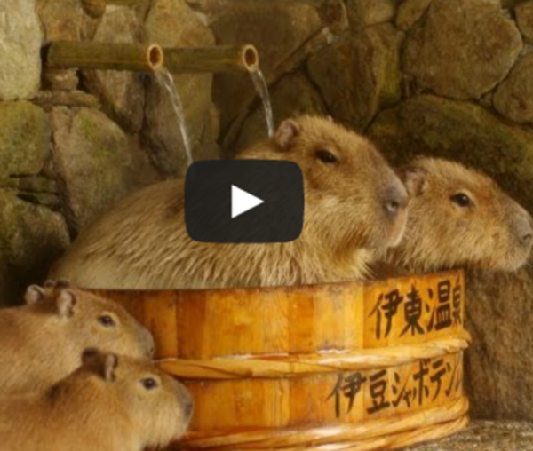 capybaras