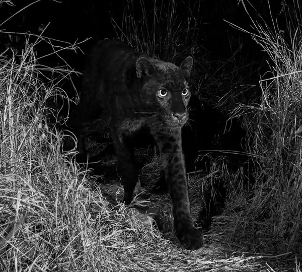 Photograph of black leopard