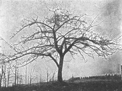 Apple (Blakeslee and Jarvis 1939:201)