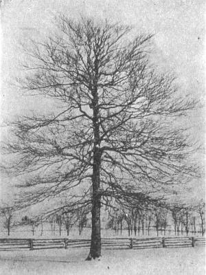 Beech (Blakeslee and Jarvis 1939:143)