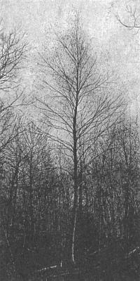 Blakeslee and Jarvis 1939:129