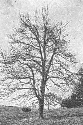 Black Oak (Blakeslee and Jarvis 1939:167