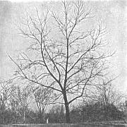 Box Elder (Blakeslee and Jarvis 1939:261)