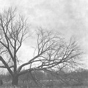 Box Elder (Weiner 1975:126)