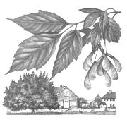 Box Elder (Zim and Martin 1952:138)