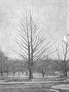 Ginkgo (Palmer and Fowler 1975:112)