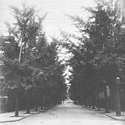 Ginkgo (Weiner 1975:176)