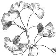 Ginkgo (Palmer and Fowler 1975:112)