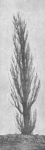 Lombardy Poplar (Blakeslee and Jarvis 1939:111