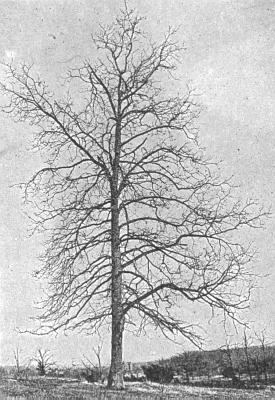 Mockernut (Blakeslee and Jarvis 1939:119