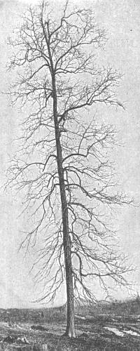 Pignut (Blakeslee and Jarvis 1939:121)