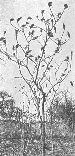Staghorn Sumac (Blakeslee and Jarvis 1939:241)