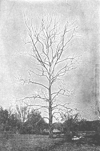 Sycamore (Blakeslee and Jarvis 1939:197