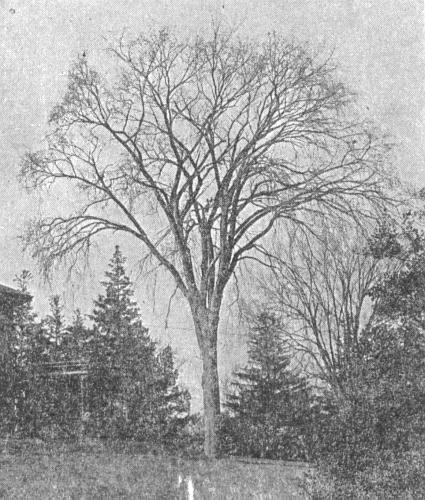 White Elm (Blakeslee and Jarvis 1939:175
