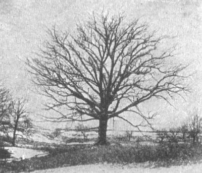 White Oak (Blakeslee and Jarvis 1939:147