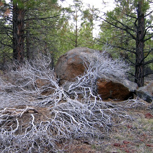 Fremont National Forest, near Silver Lake, OR, 4/29/2007