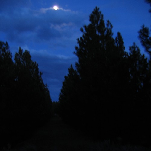 Fremont National Forest, near Silver Lake, OR, 4/29/2007