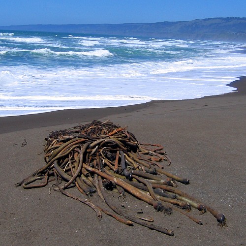 Kelp on beach, Mendocino County, CA, 5/6/2007