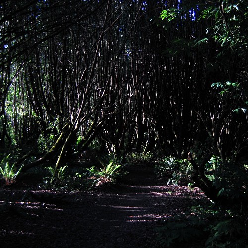 County park near Gualala, CA, 5/6/2007