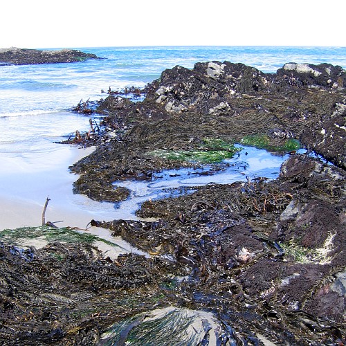 Stengel Beach, Sonoma County, CA, 5/7/2007