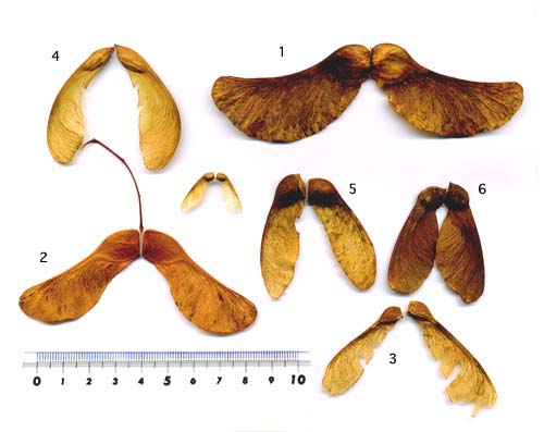 Maple Seed Size Comparison