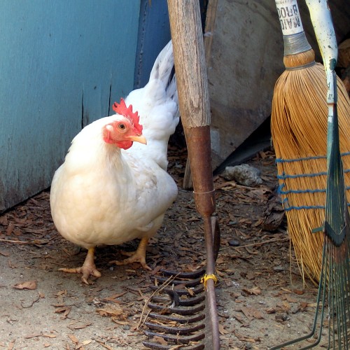 Chicken, Laytonville, CA, 2007