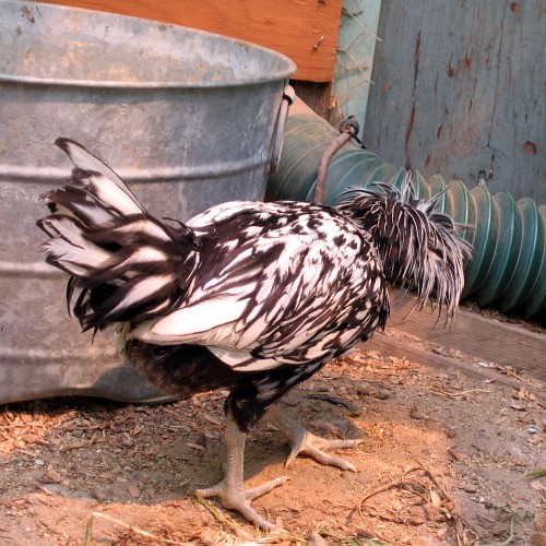 Chicken, Laytonville, CA, 2007