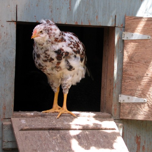 Chicken, Laytonville, CA, 2007