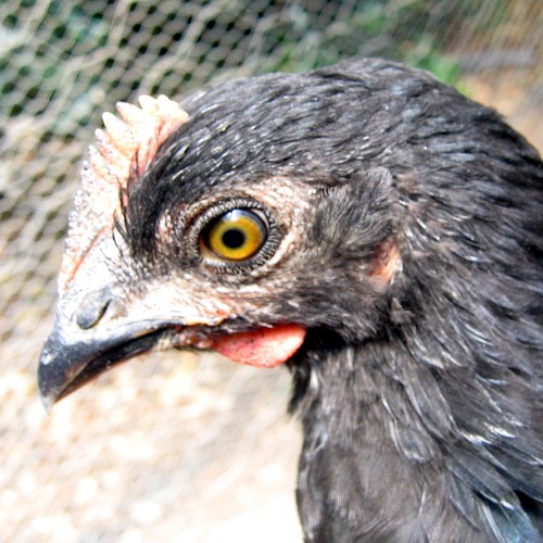 Chicken, Laytonville, CA, 2007