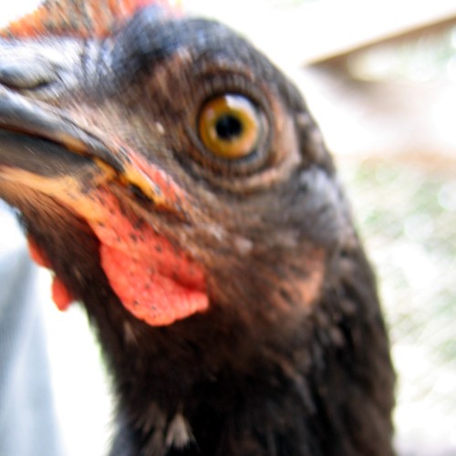 Chicken, Laytonville, CA, 2007