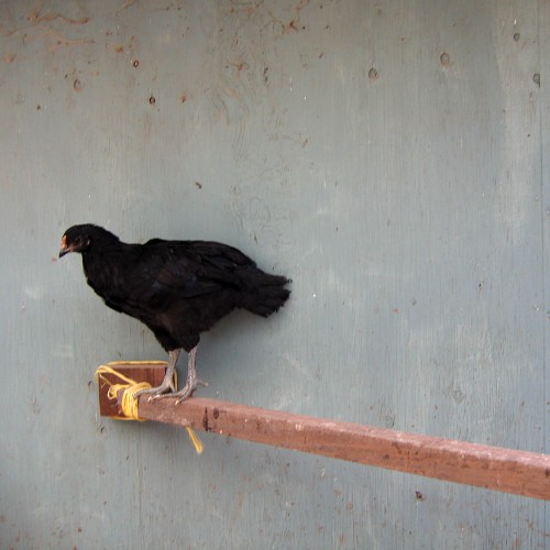 Chicken, Laytonville, CA, 2007