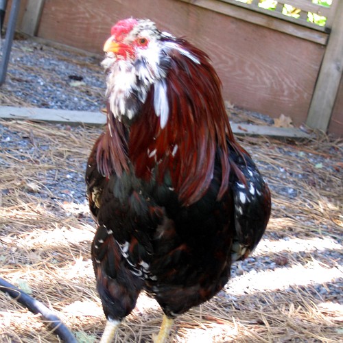 Chicken, Laytonville, CA, 2007