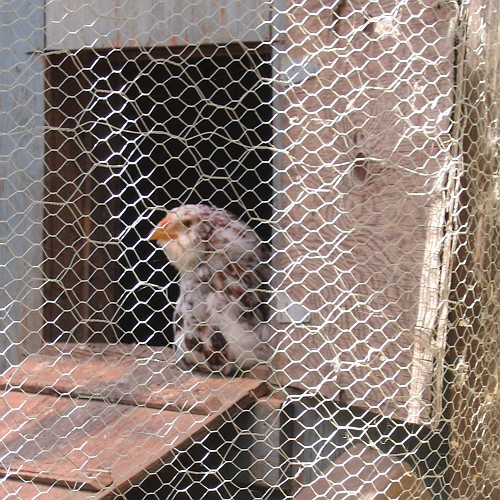 Chicken, Laytonville, CA, 2007