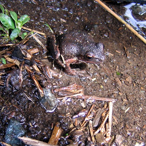 Toad, Laytonville, California, April 2008