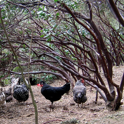 Chickens, Laytonville, California, April 2008