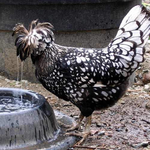 Chicken, Laytonville, California, April 2008