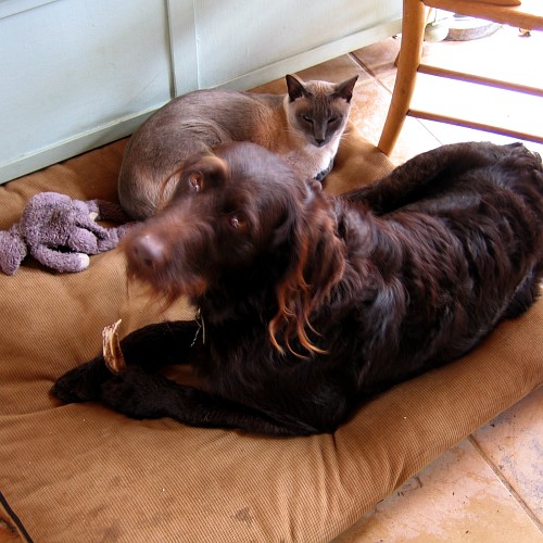 Chako and Buster, Laytonville, California, April 2008