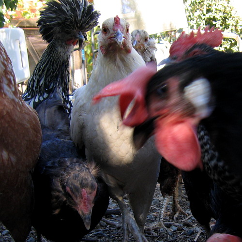 Chickens, Laytonville, California, September 14, 2008