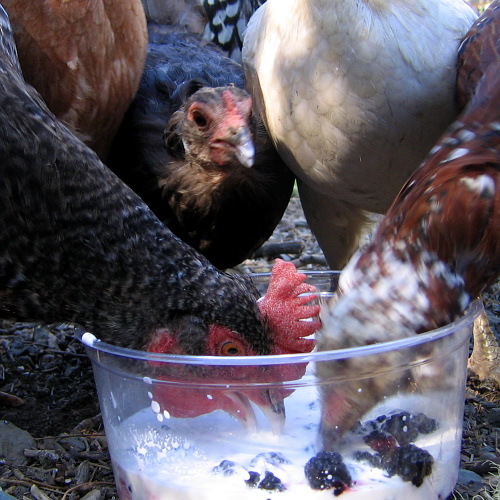 Chickens, Laytonville, California, September 14, 2008