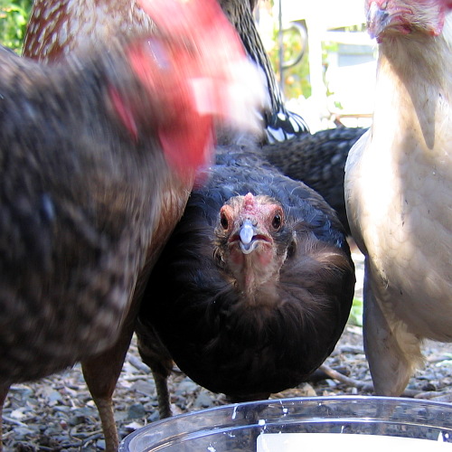 Chickens, Laytonville, California, September 14, 2008