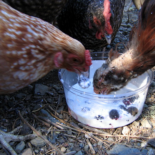 Chickens, Laytonville, California, September 14, 2008