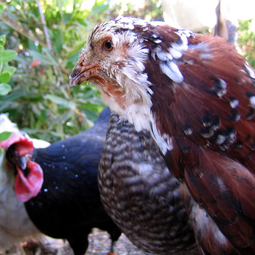 Chickens, Laytonville, California, September 14, 2008