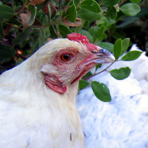 Chickens, Laytonville, California, September 14, 2008