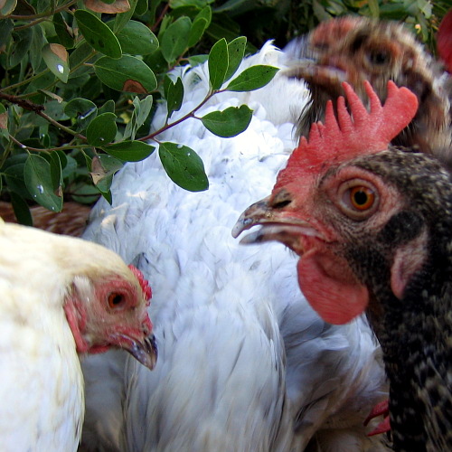 Chickens, Laytonville, California, September 14, 2008