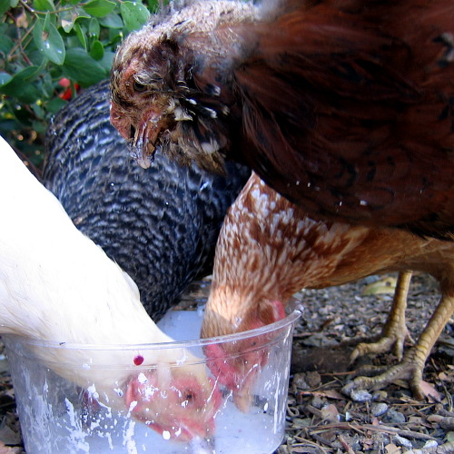 Chickens, Laytonville, California, September 14, 2008