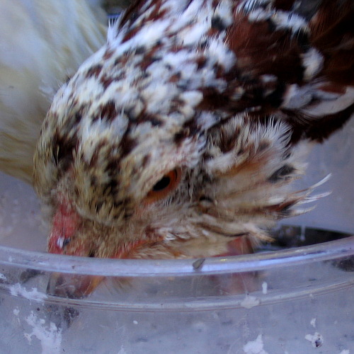 Chickens, Laytonville, California, September 14, 2008