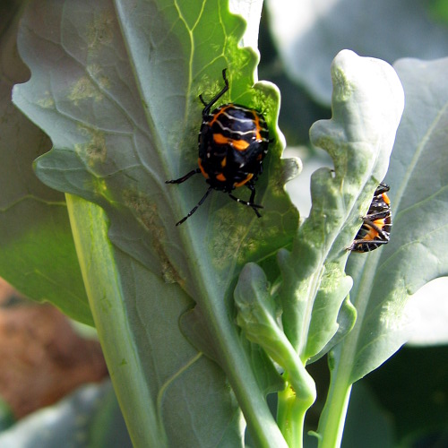 Nondescript hoophouse bug, Laytonville, CA, September 2008