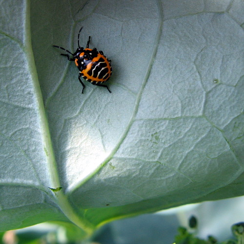 Nondescript hoophouse bug, Laytonville, CA, September 2008