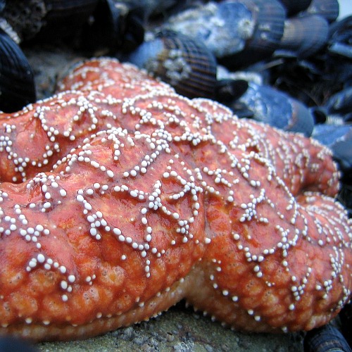 Starfish, Pescador State Beach, Ventura County, California, 12/24/2008